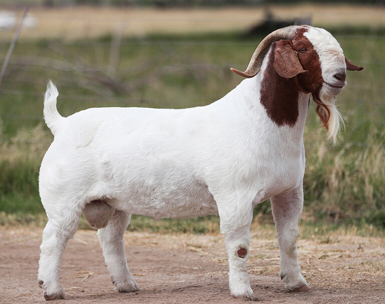 boer goats