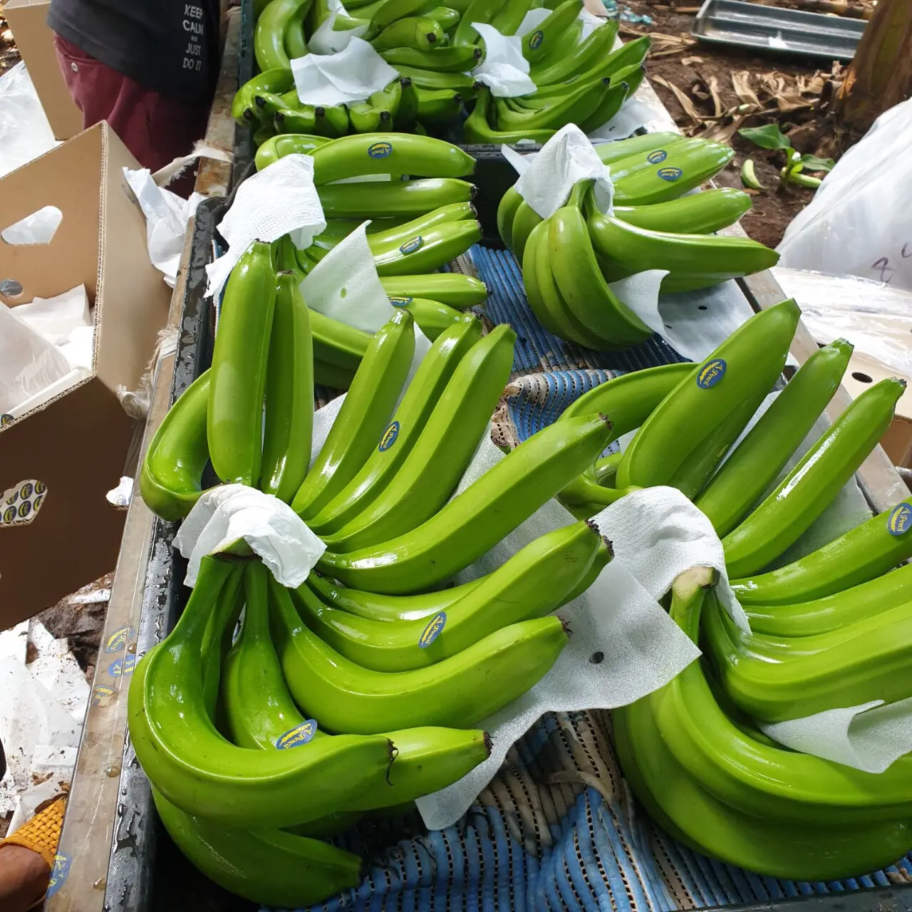 Fresh Bananas - Image 2