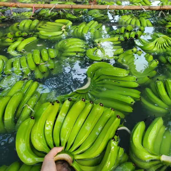 Fresh Bananas - Image 3