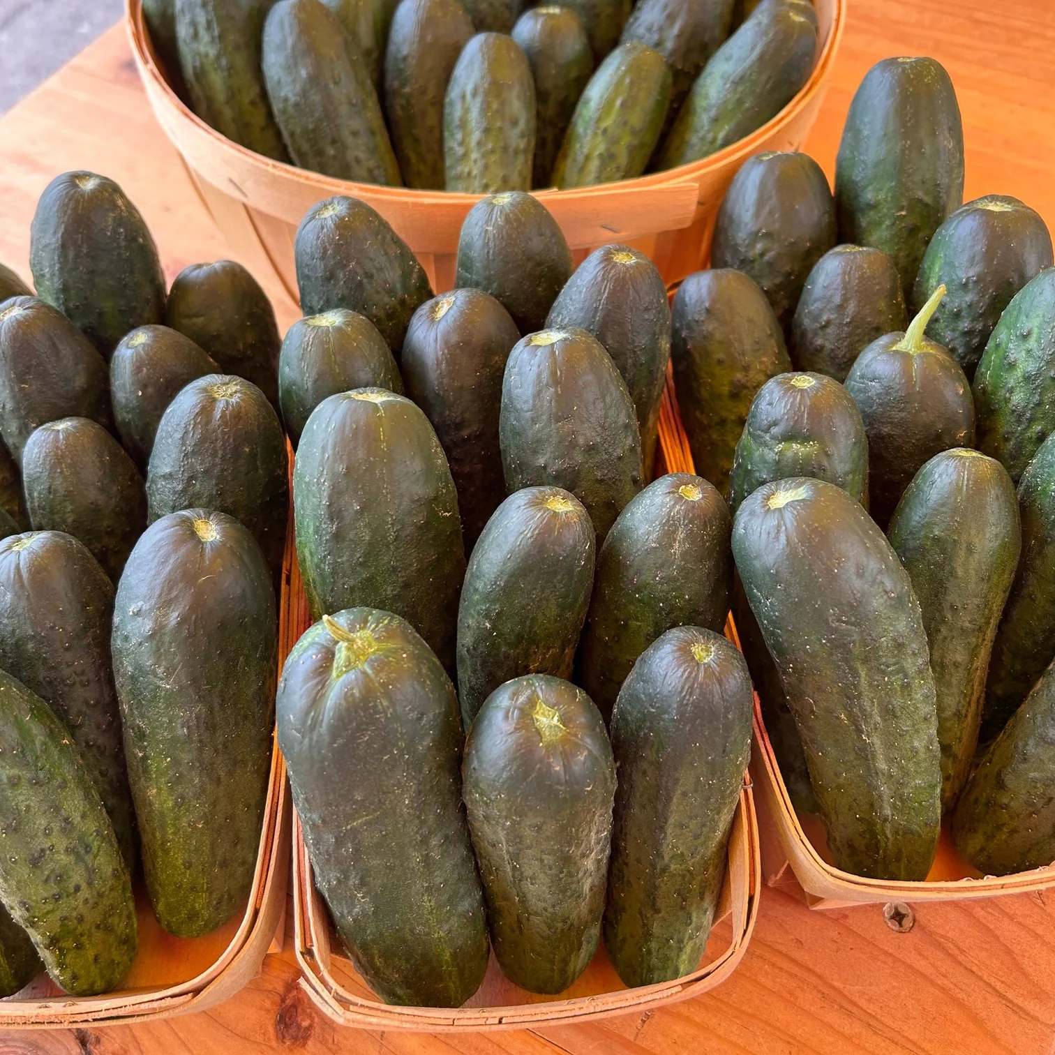 Cucumber