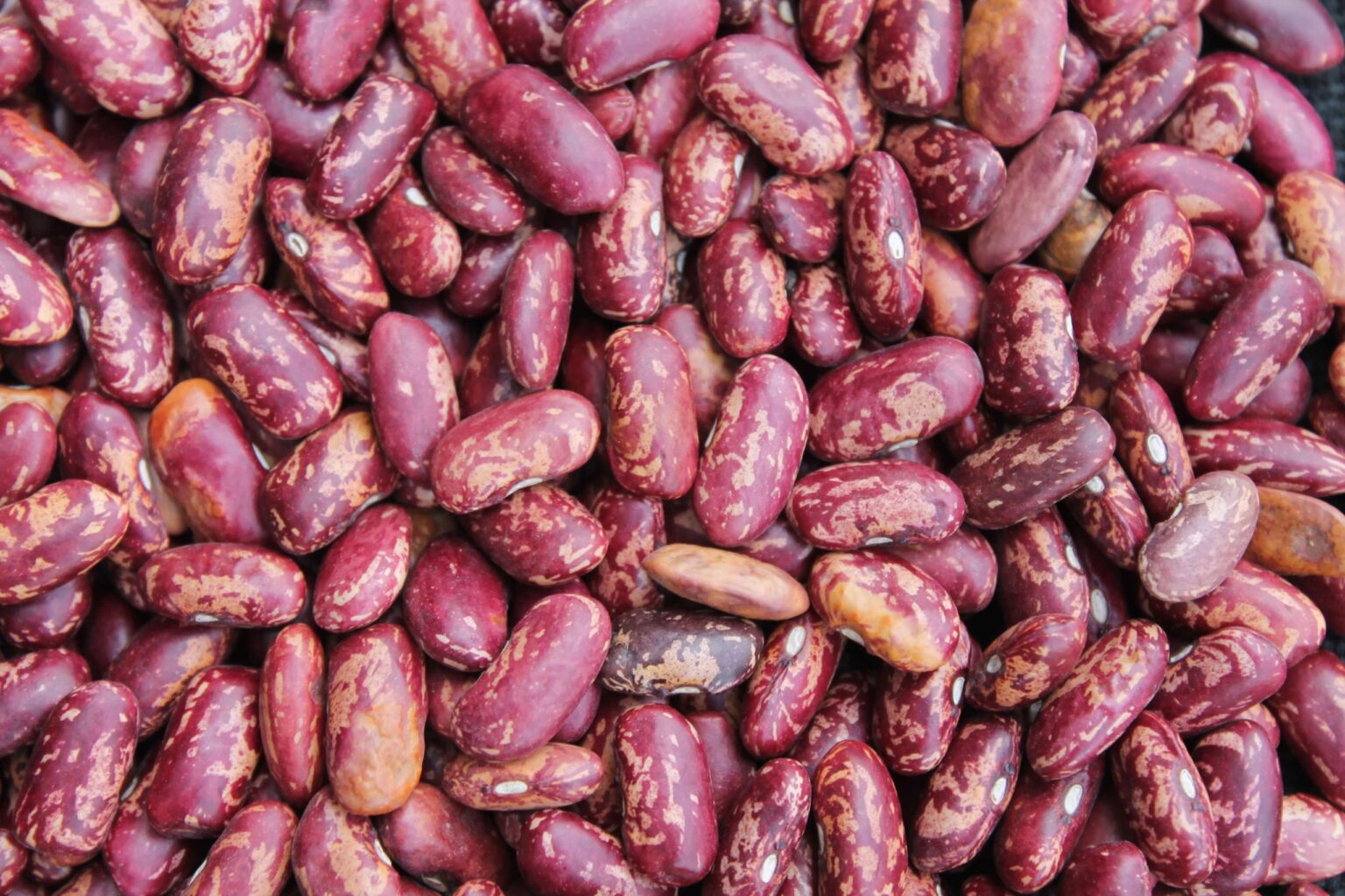 Speckled Kidney Beans - Image 2