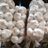 Fresh-Garlic